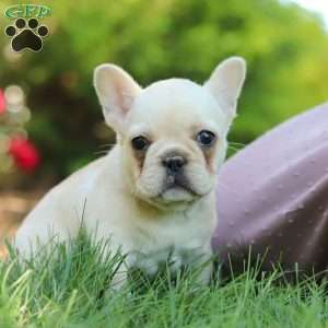 Charlotte, French Bulldog Puppy